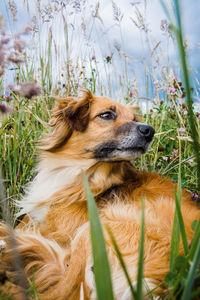 Dog looking away on field