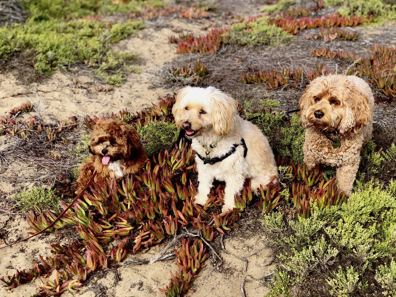 dog, pet, mammal, animal, animal themes, domestic animals, canine, group of animals, no people, day, nature, two animals, plant, land, high angle view, field, puppy, grass, outdoors, young animal, carnivore, portrait