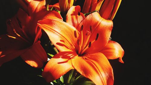 Close-up of orange lily flowers against black background