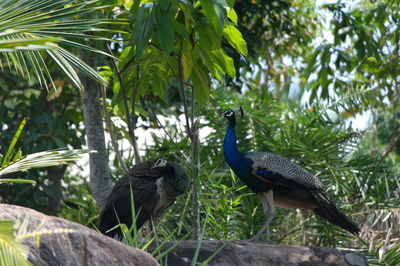 Bird perching on a tree