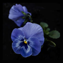 Close-up of purple flowers