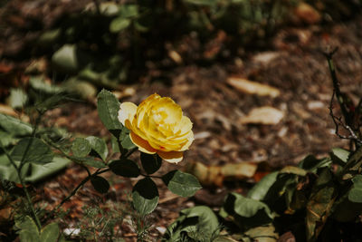 Close-up of yellow flowering plant