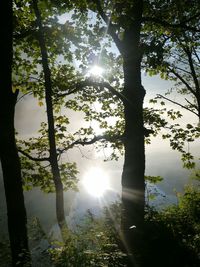 Sun shining through trees