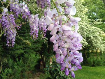 Close-up of purple flowers