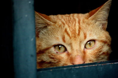 Close-up portrait of cat