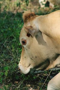 Close-up of a horse on field