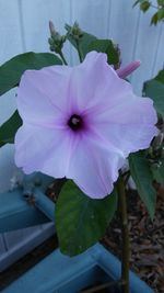 Close-up of pink flower