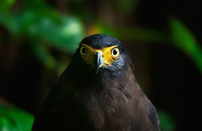 Close-up portrait of bird