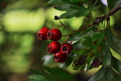 Close-up of red berries growing on plant