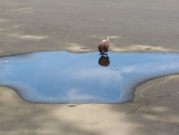 High angle view of bird on beach