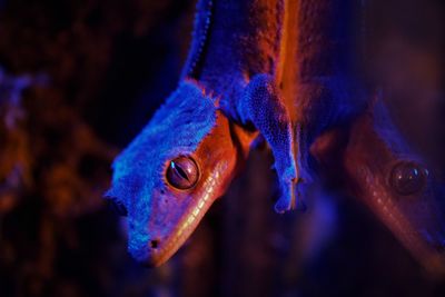 Close-up of fish swimming in aquarium