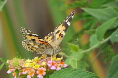 Close-up of butterfly pollinating on flower