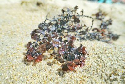 Close-up of seashells