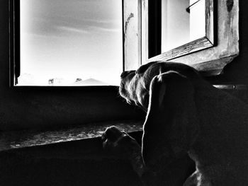 Dog relaxing on window at home