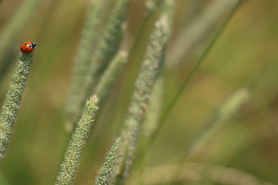 Close-up of ladybug on plant