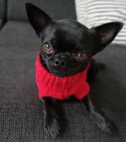 Portrait of puppy sitting outdoors