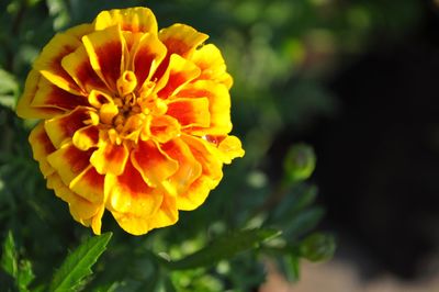 Close-up of yellow flower in park