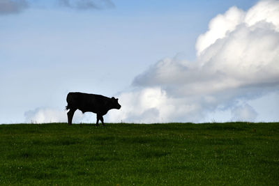 Horse standing in a field