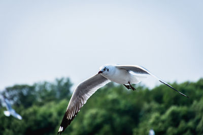 Low angle view of seagull flying
