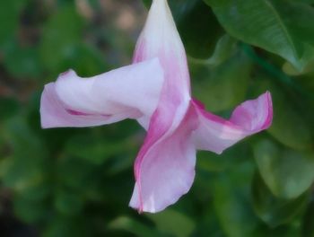 Close-up of pink flowers