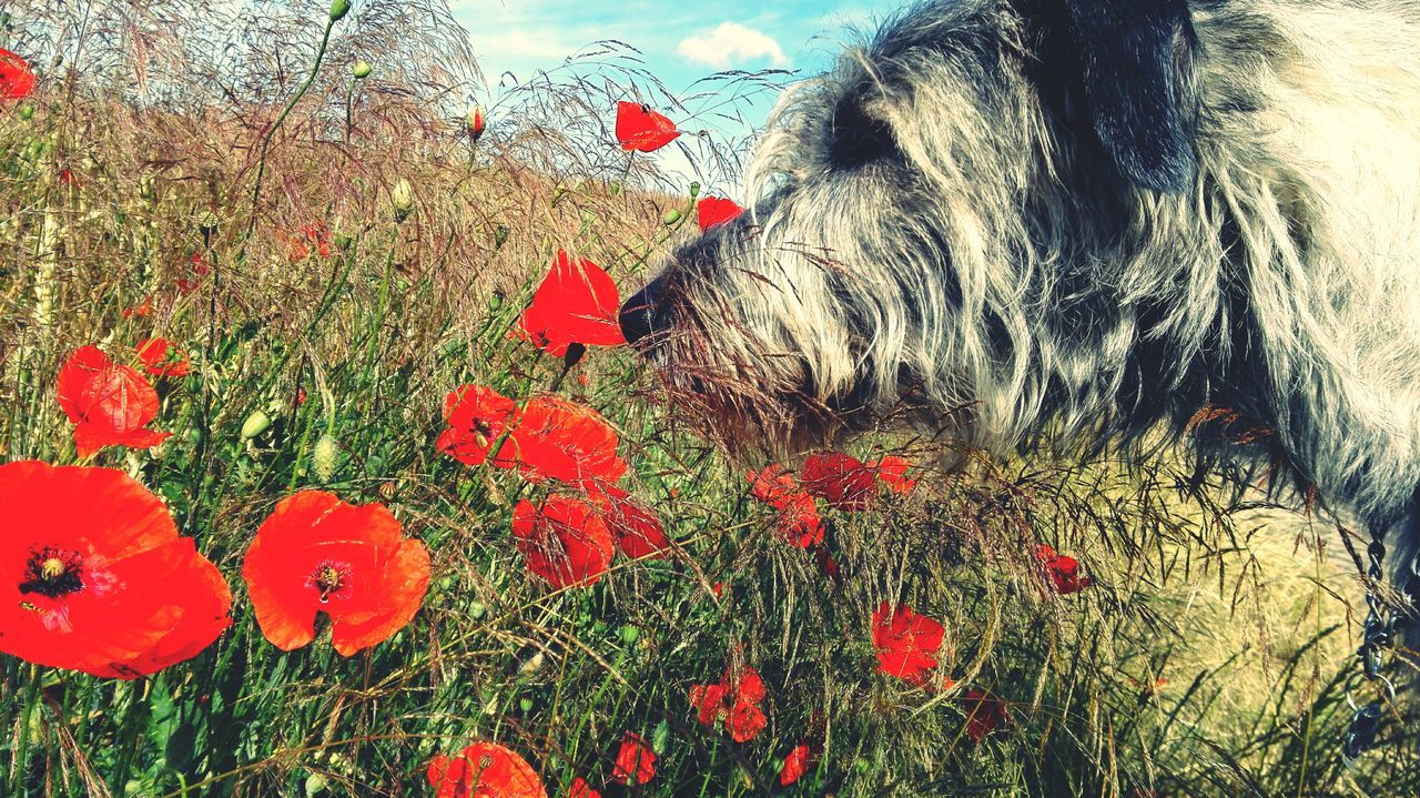 flower, red, freshness, growth, plant, fragility, beauty in nature, poppy, petal, nature, blooming, field, flower head, in bloom, stem, day, outdoors, growing, no people, sunlight