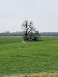 Trees on field against clear sky