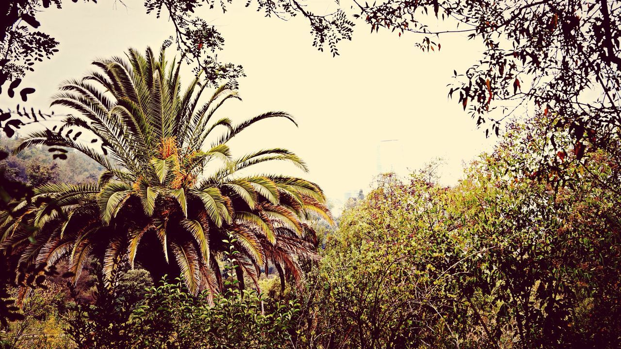 growth, plant, clear sky, tree, green color, nature, tranquility, growing, leaf, grass, palm tree, field, beauty in nature, sky, low angle view, day, outdoors, green, no people, branch