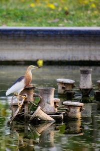 Birds perching on wood