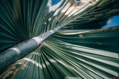 Full frame shot of palm leaves