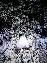 High angle view of white flowering plant on field