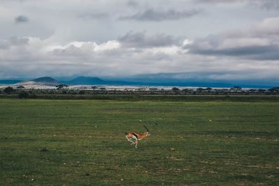 Bird on field against sky