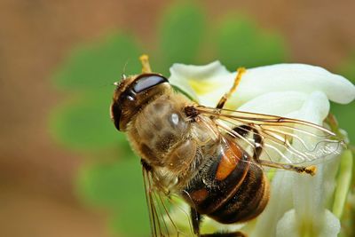 Close-up of bee pollinating on flower