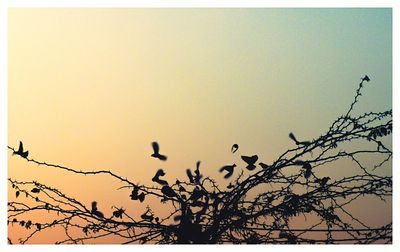 Silhouette of bare tree at sunset