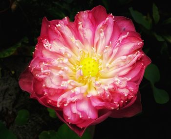 Close-up of pink flower blooming outdoors