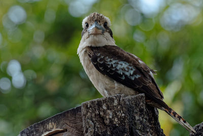 Close-up of owl perching on tree