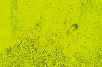 Full frame shot of yellow underwater