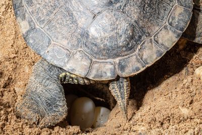 Close-up of a turtle in the sand laying eggs