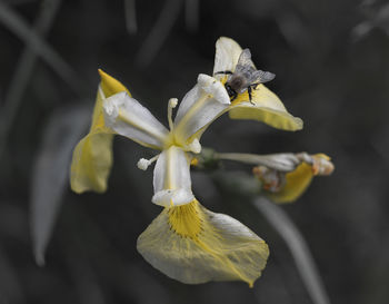 Close-up of yellow flower