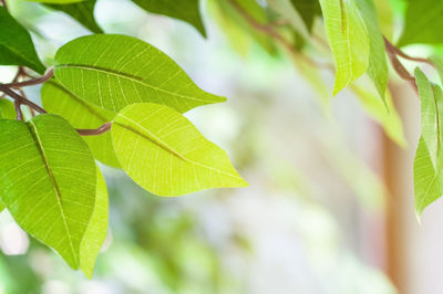 Close-up of green leaves