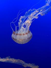 Jellyfish swimming in monterey bay's aquarium