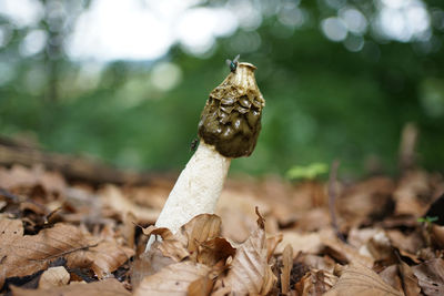 Close-up of mushroom growing on field