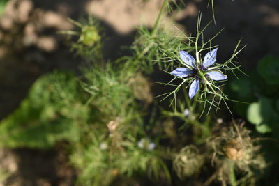 High angle view of purple flowering plant on field