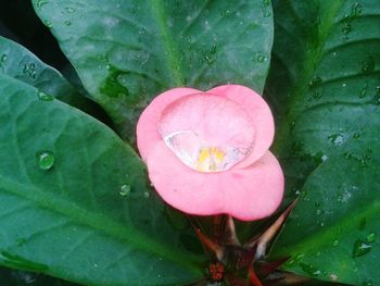 Close-up of wet pink lotus water lily