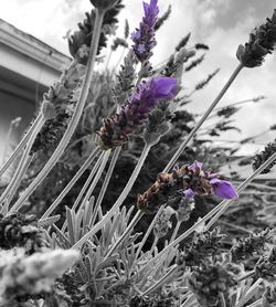 Close-up of thistle flowers against sky