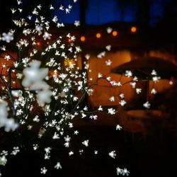 Close-up of christmas tree at night