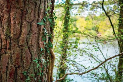 Close-up of tree trunk in forest