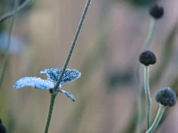 Close-up of frozen flowering plant