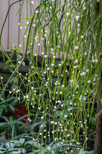 Close-up of plants growing on field