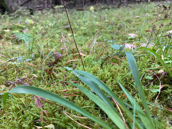 High angle view of grass growing on field