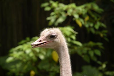 Close-up of young bird